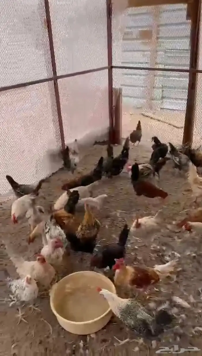 دياكه بلدي 1