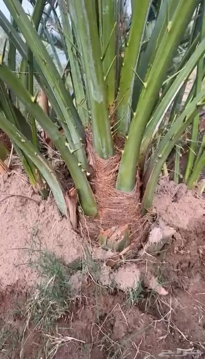 فسائل صنو عجوى 3