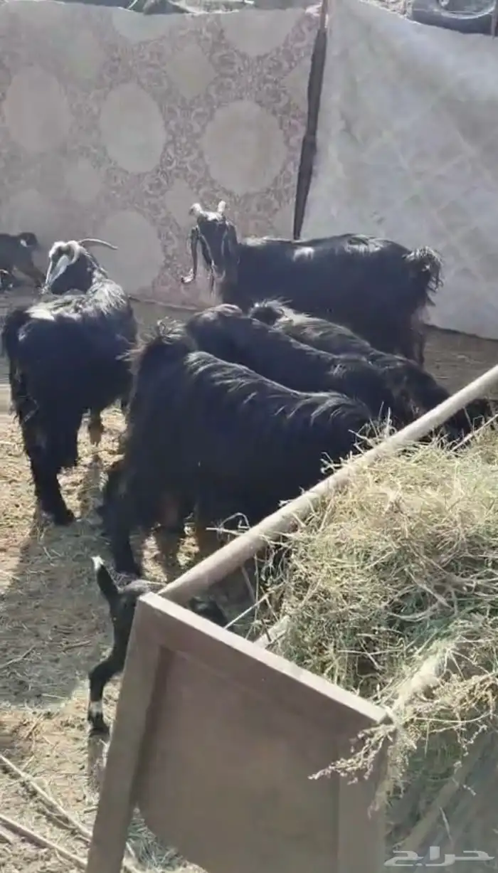 غنم 13 معها 23 0