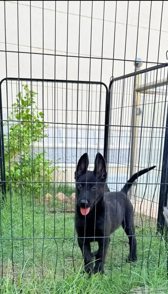 كلب مالينو للبيع مستورد بلجيكي اسود اقوى خطوط الدم 4