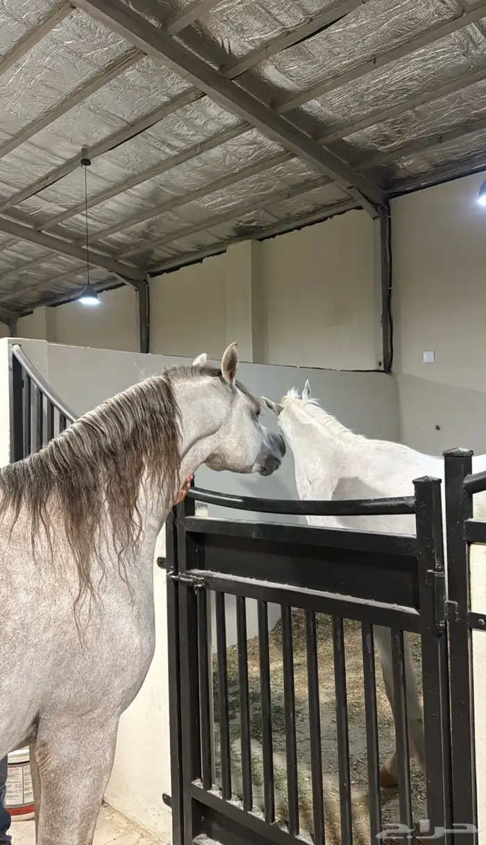 مربط البَه َاج للخَيل العَربية الاصيلة 26