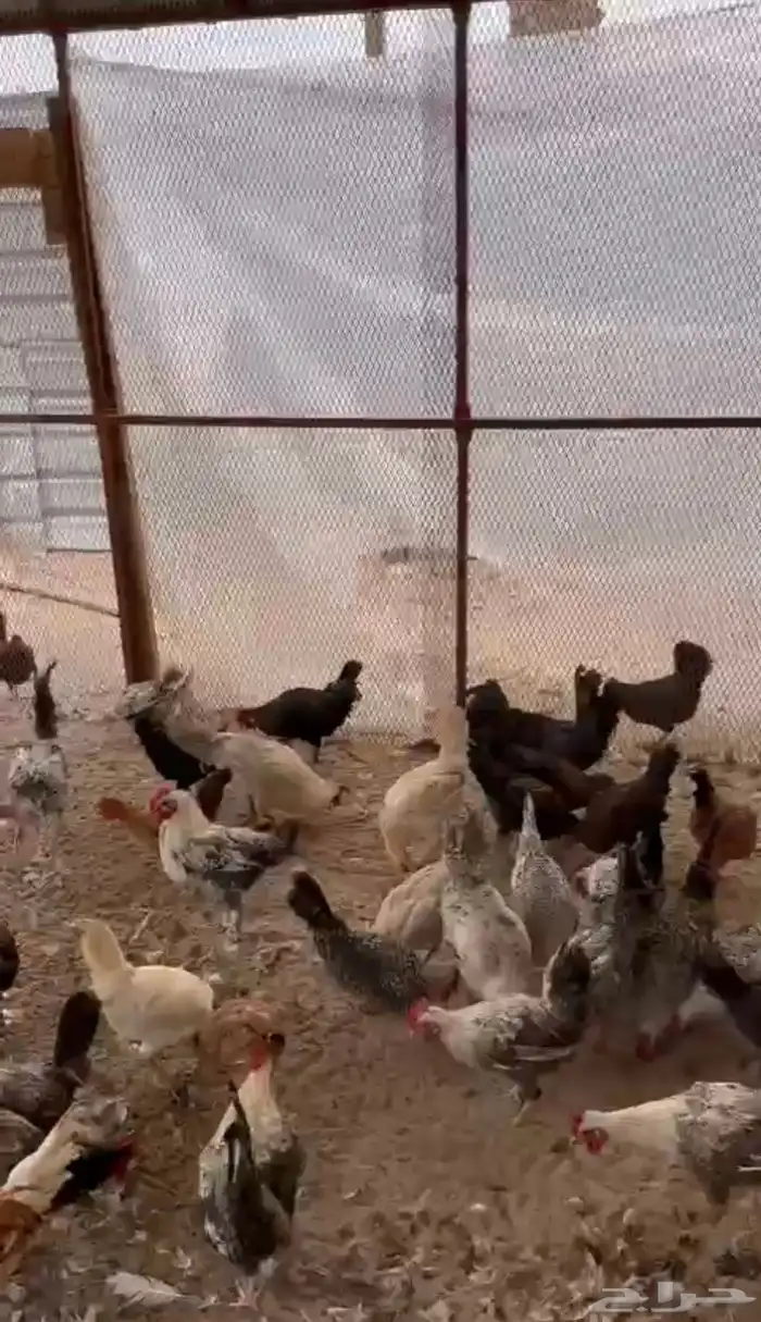 دياكه بلدي 0