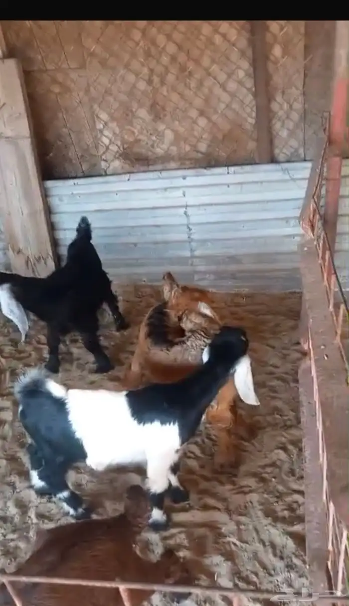 تيوس عارضيه وجفره 1