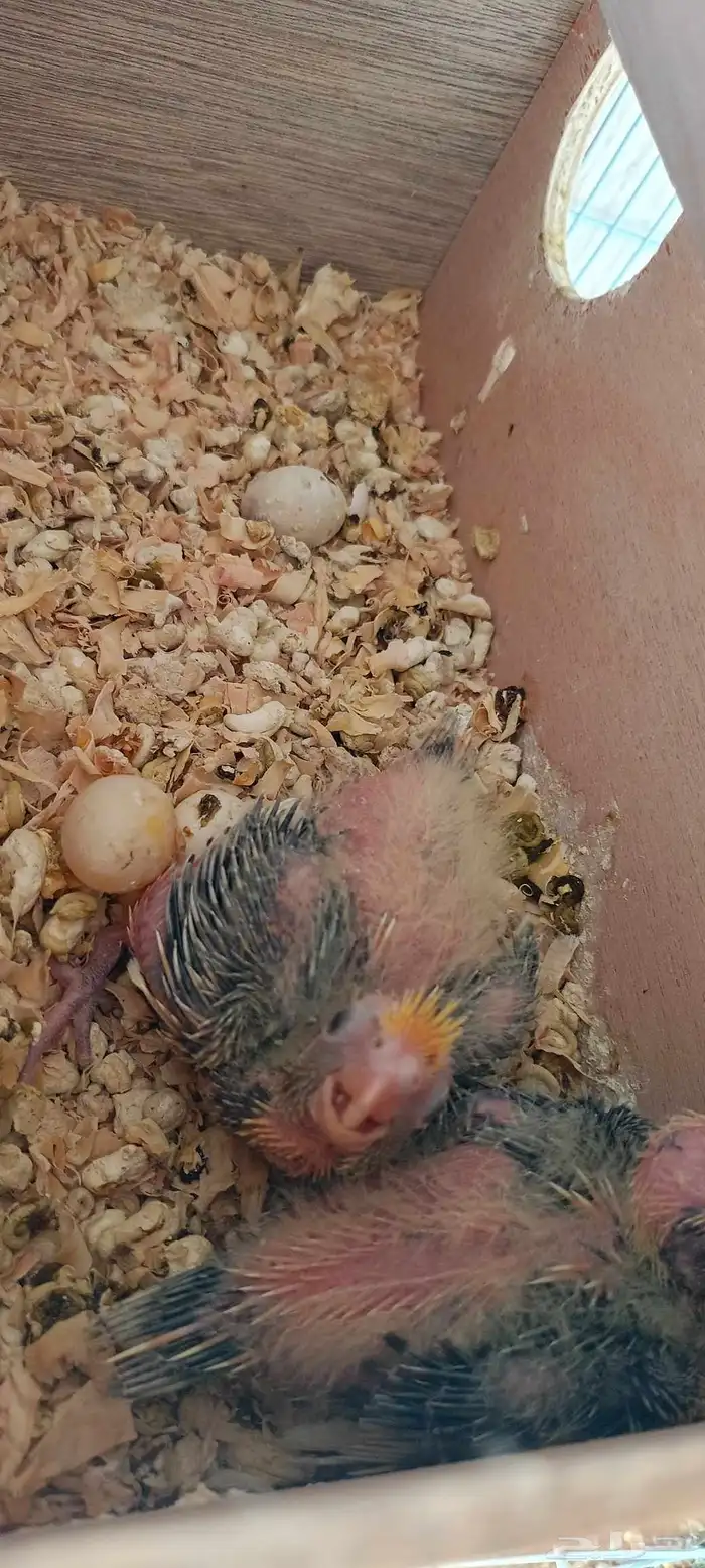 فروخ كروان العدد 2 اضافه صور جديده 4