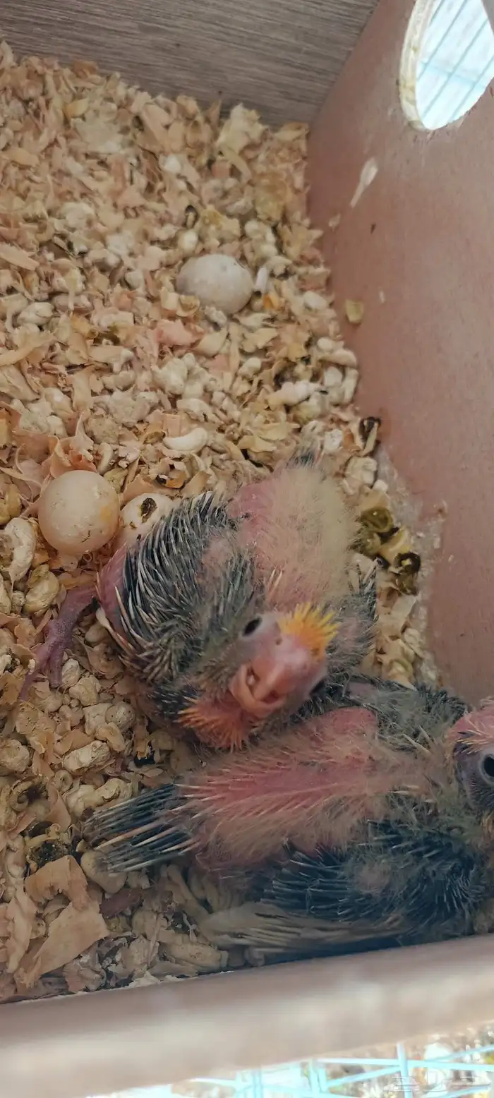 فروخ كروان العدد 2 اضافه صور جديده 3