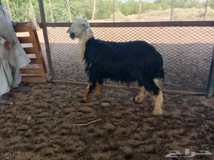 فحل نجدي للبيع 1