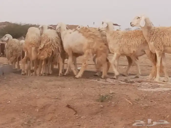 عرض تاسيس مراح 12 رخل حرش(جذع-ثنيه-رباع) 1