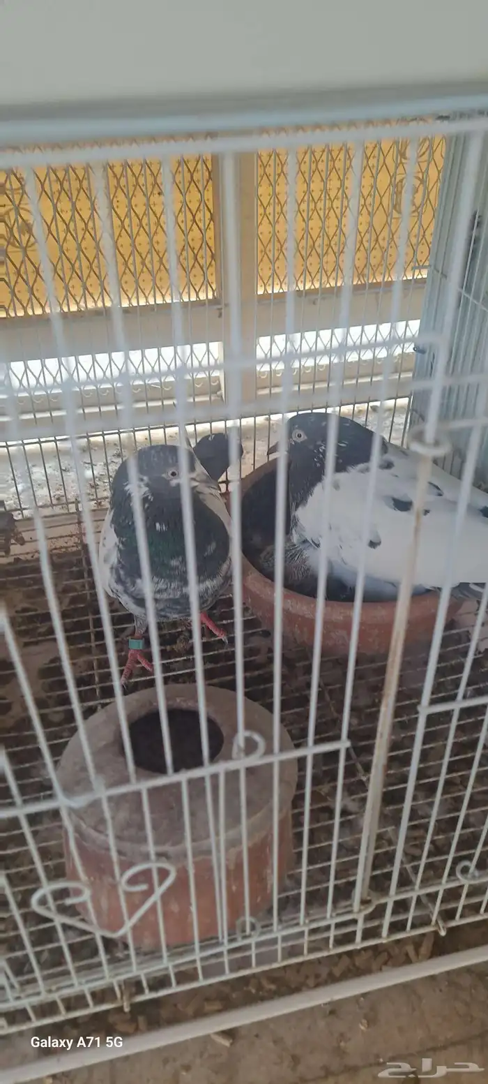 حمام للبيع 3