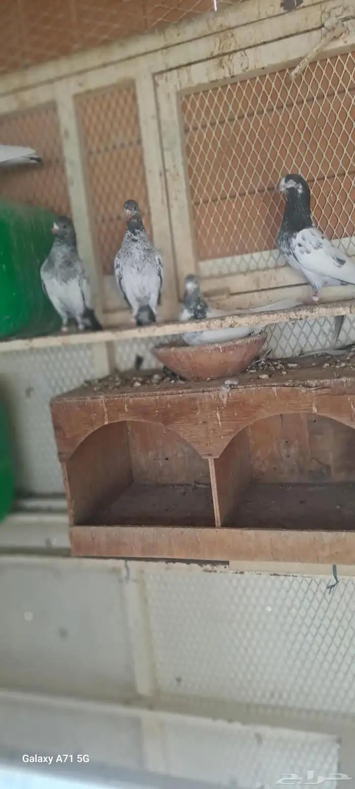 حمام للبيع 2