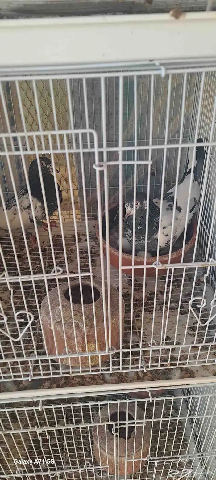 حمام للبيع 4