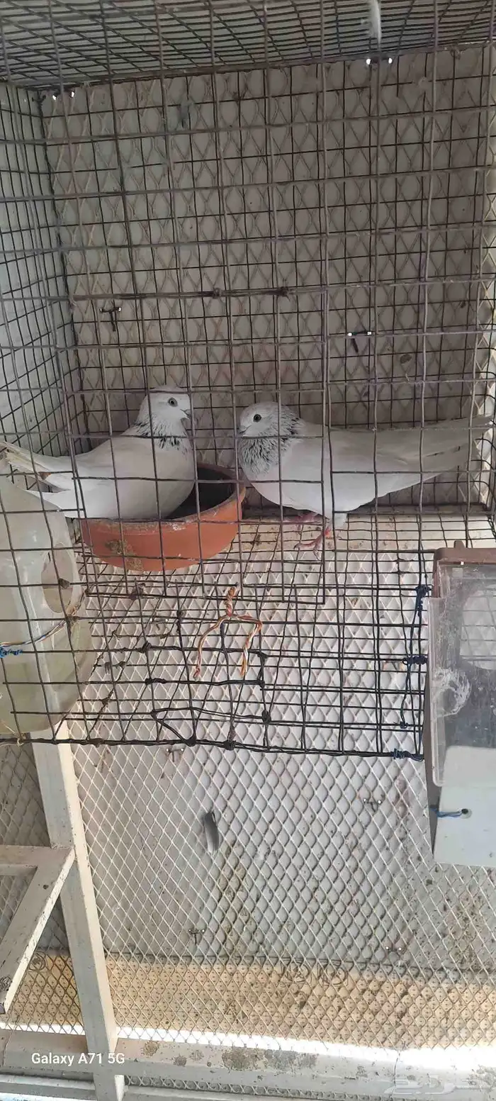 حمام للبيع 5