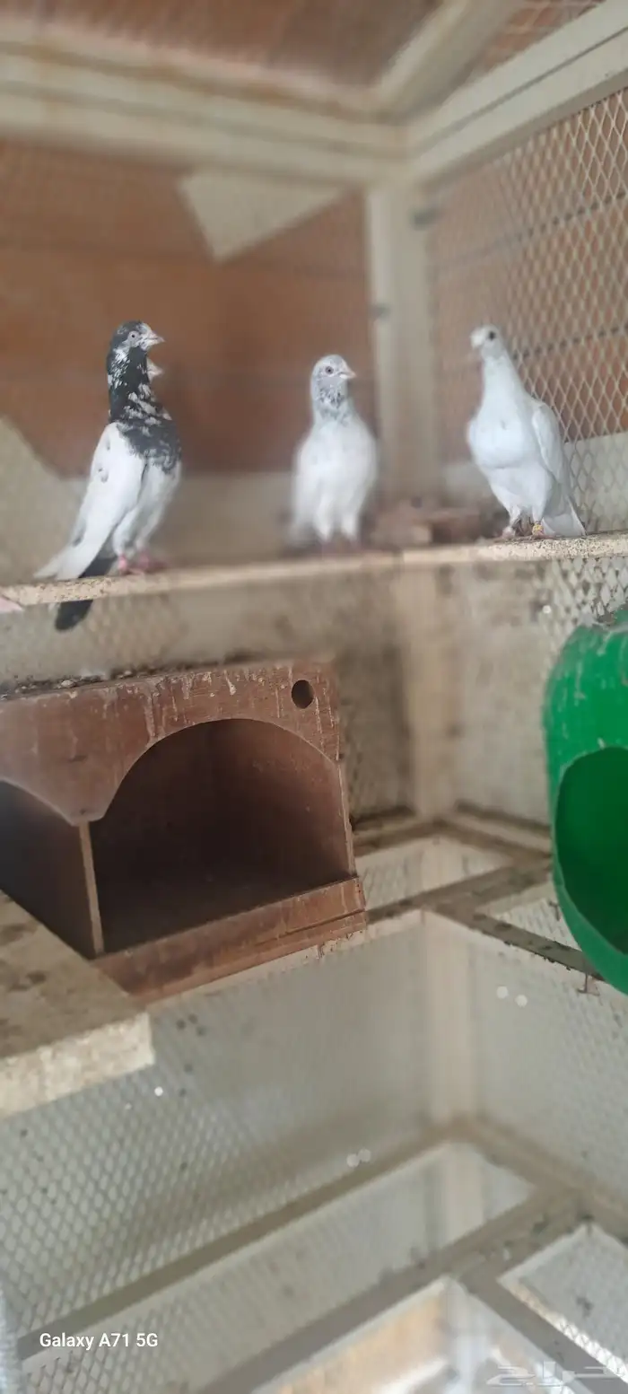 حمام للبيع 1