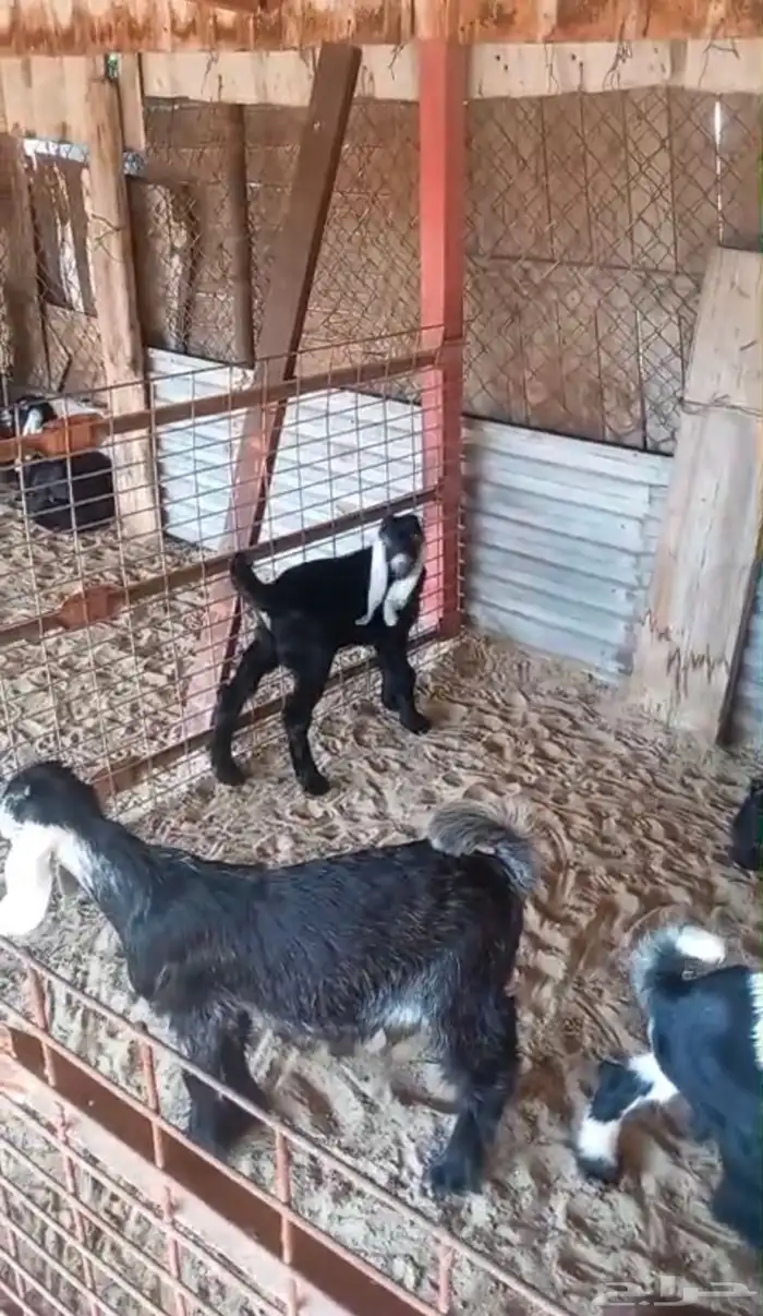 تيوس عارضيه وجفره 3