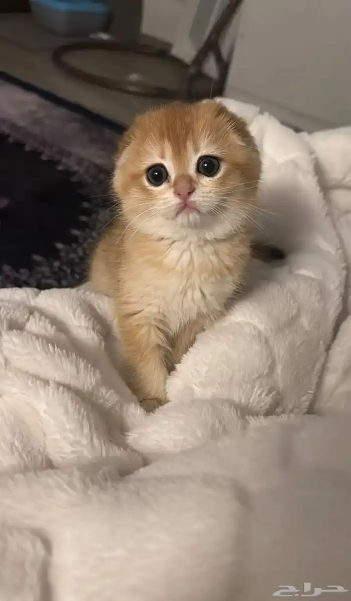 قط سكوتش فولد 0