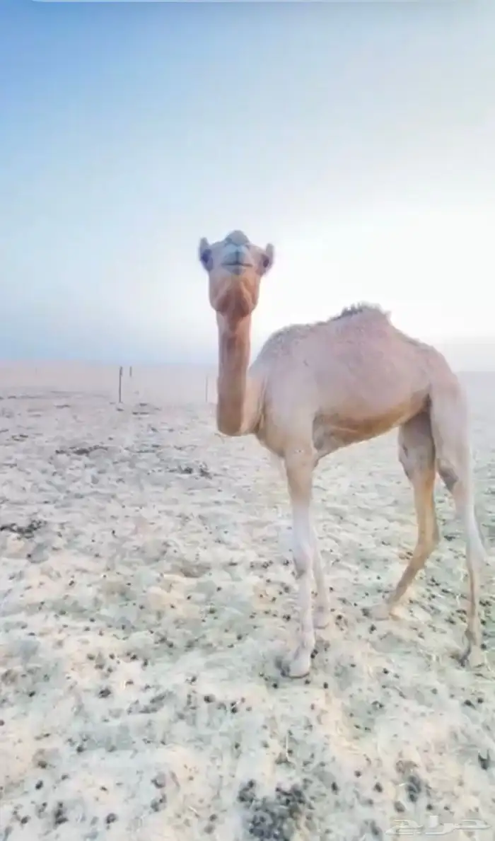 للبيع هجن الهجن سبوق الحقه 4