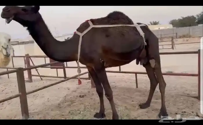 عشراء طيبه بلحيل لاهل الاسترحات 2