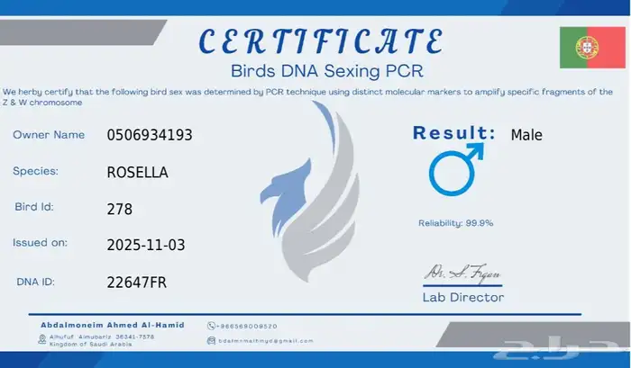 روزلا ذكر محلل 2