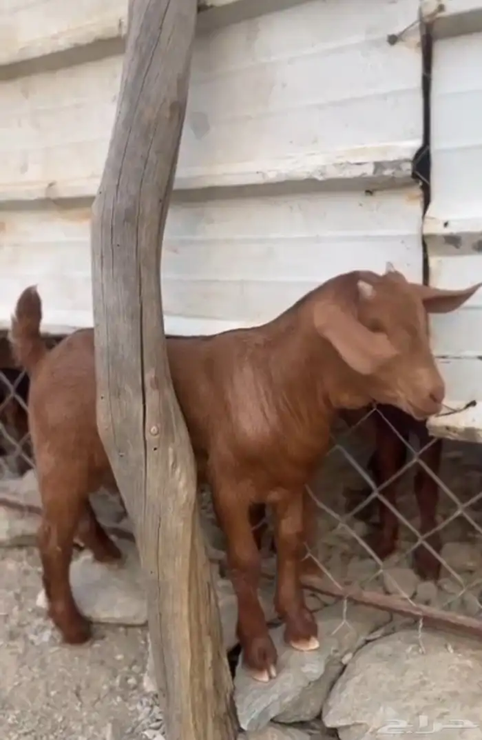 تم البيع الله يبارك للمشتري 2