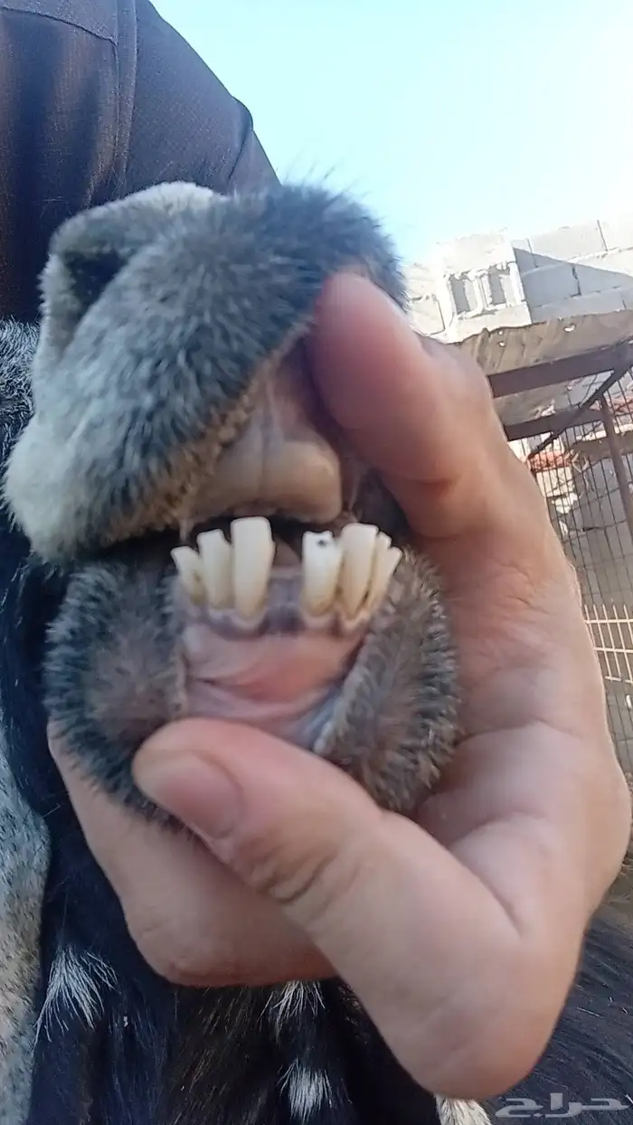 عنز متومه للبيع 0