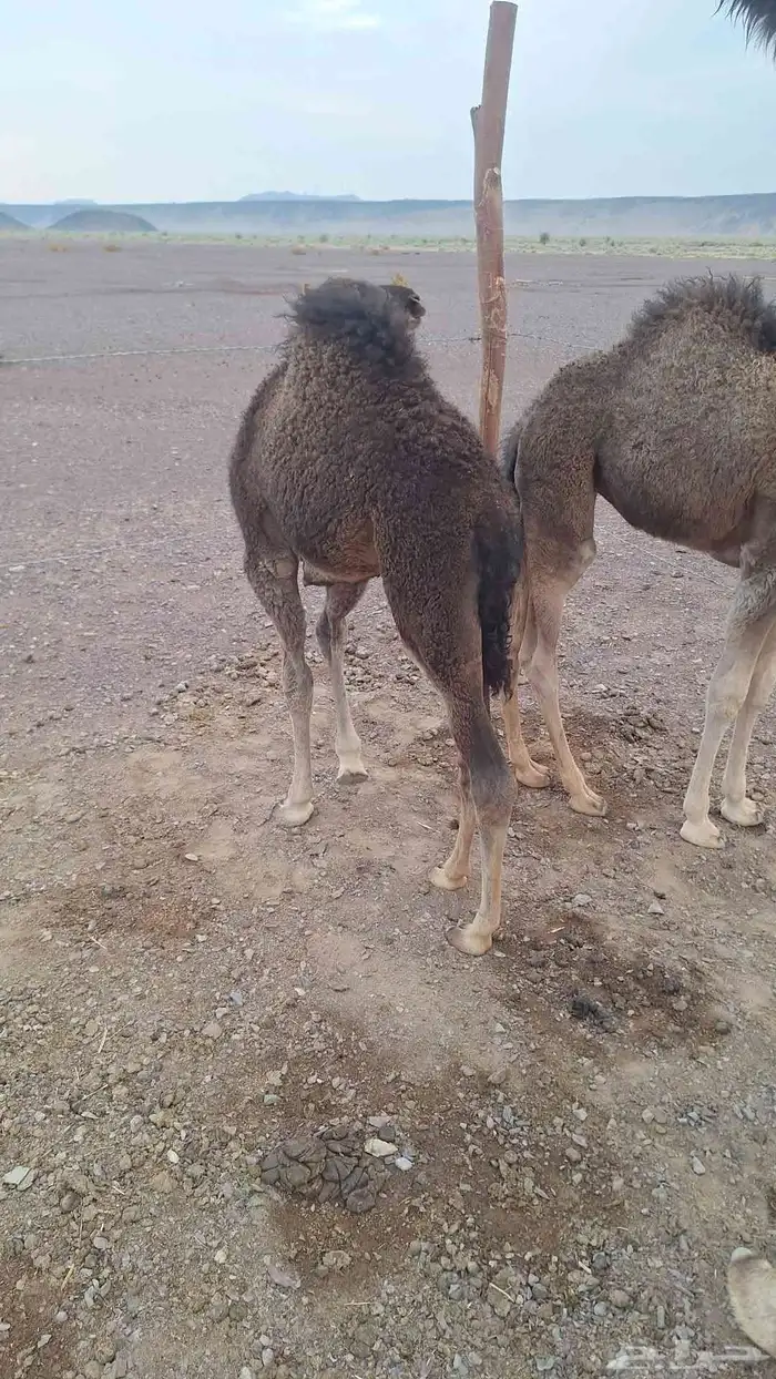 للبيع حشو طيبات وبريات ع حليب فقط 6