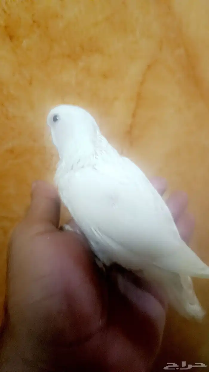 فرخ روز ( البينو ) 2