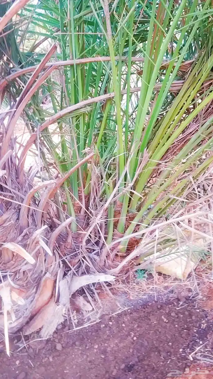 نخل وجثايث نخل القصيم سكري صقعي مجدول 2