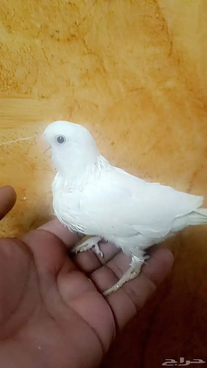 فرخ روز ( البينو ) 0