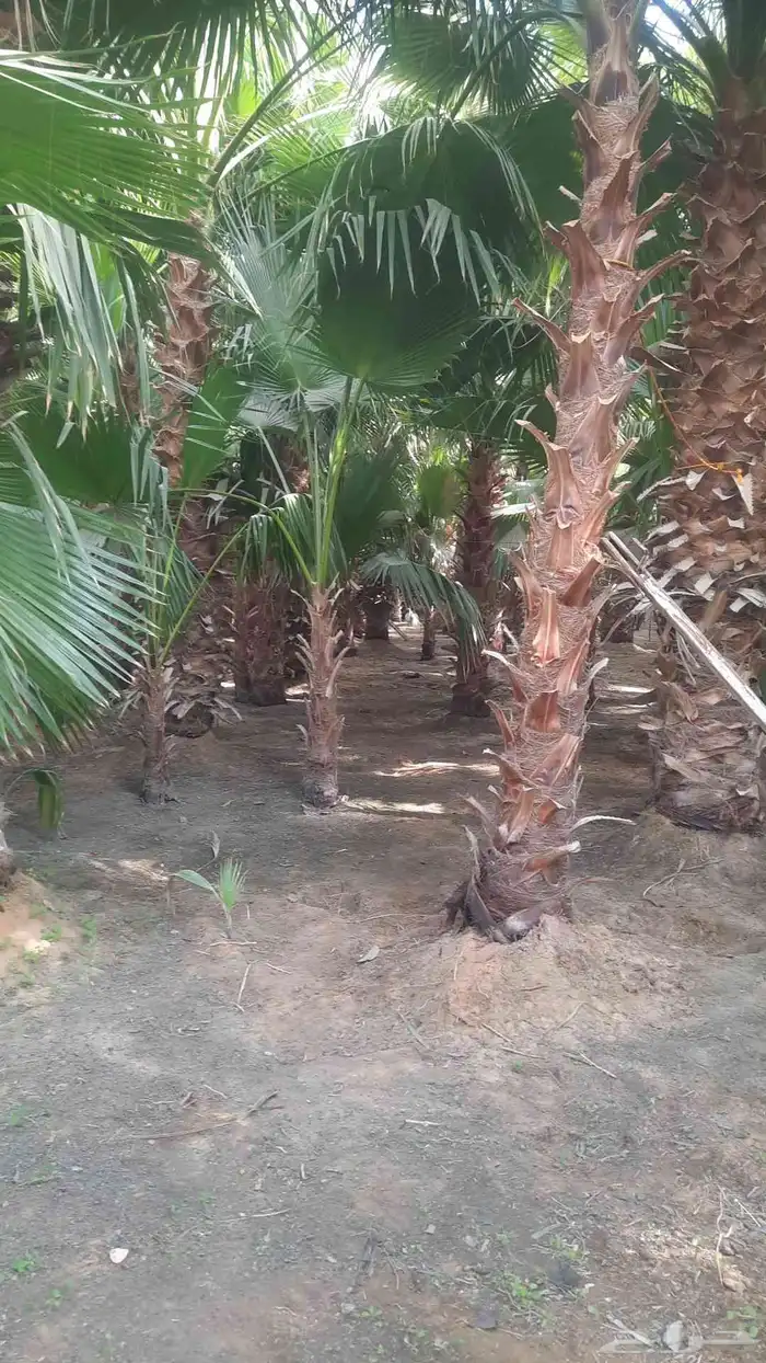 نخيل واشنطني أمريكي زينه نخل 9