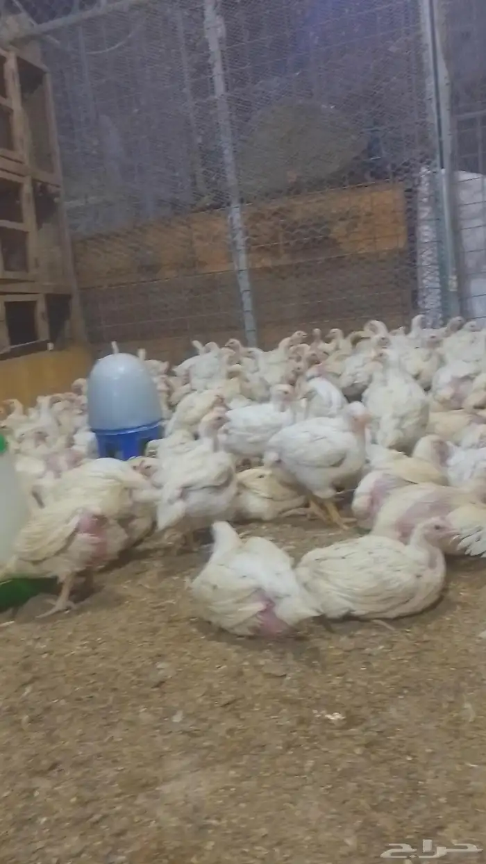 دجاج لاحم ابيض 2