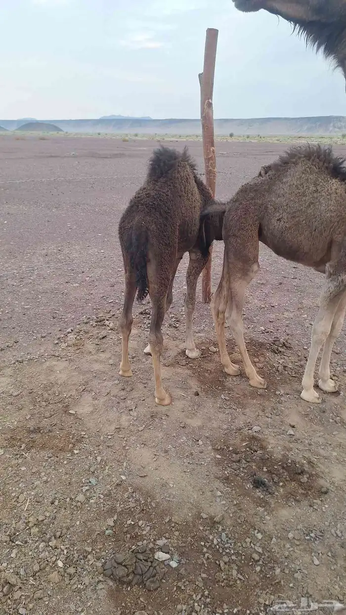 للبيع حشو طيبات وبريات ع حليب فقط 0