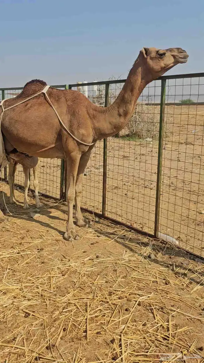 خلفه منوت تم البيع 0