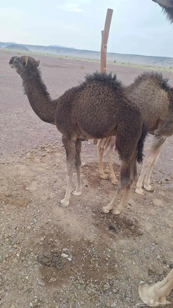 للبيع حشو طيبات وبريات ع حليب فقط 5