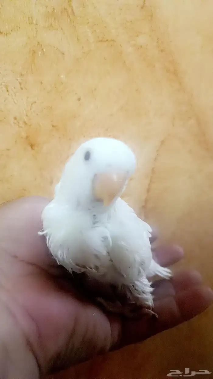 فرخ روز ( البينو ) 3