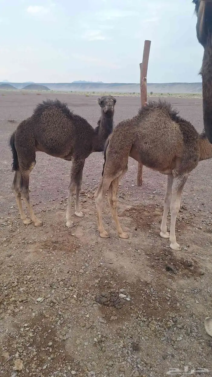 للبيع حشو طيبات وبريات ع حليب فقط 2