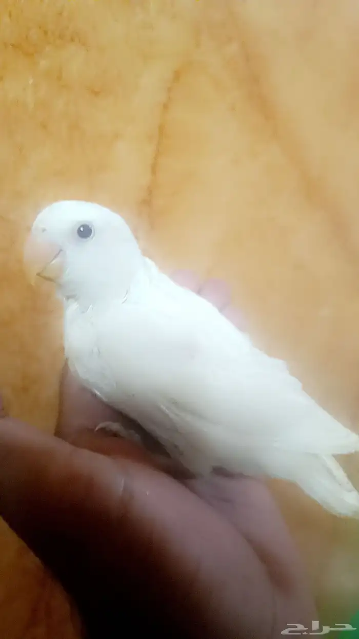 فرخ روز ( البينو ) 1