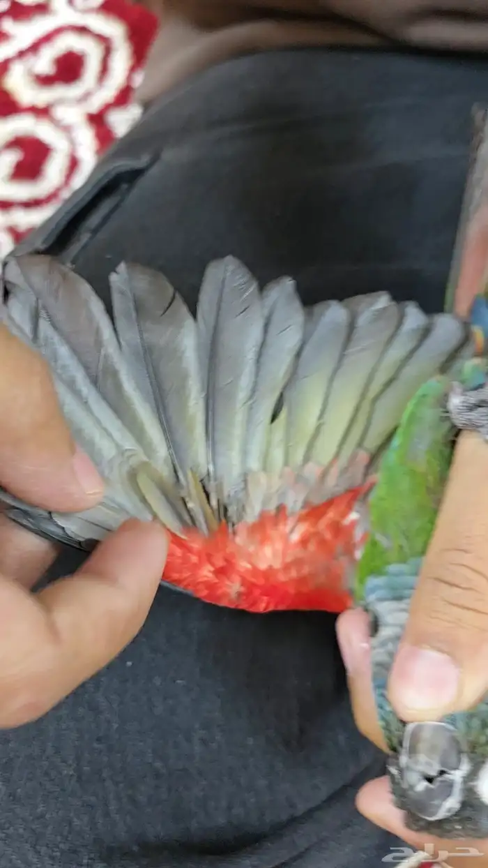 ذكر كنيور بيرلي غير اليف محلل dna 5