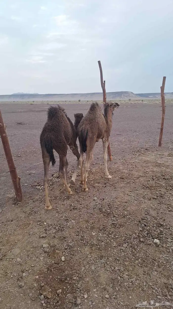 للبيع حشو طيبات وبريات ع حليب فقط 3