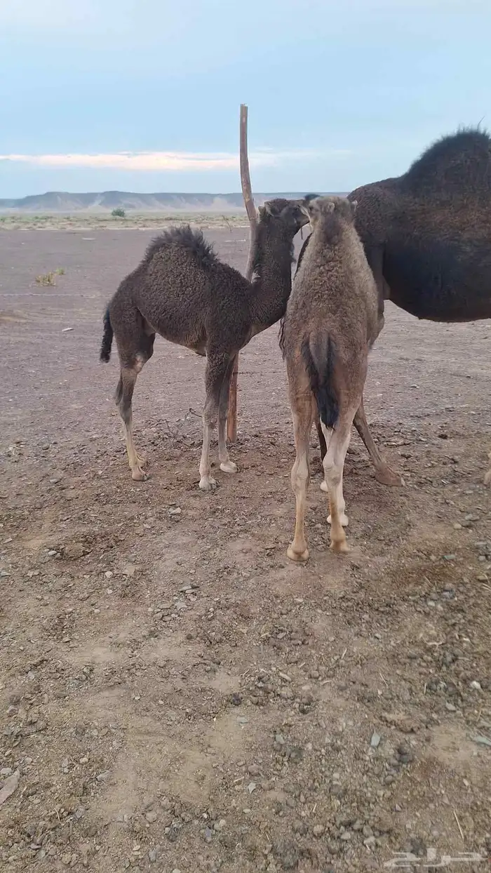 للبيع حشو طيبات وبريات ع حليب فقط 1