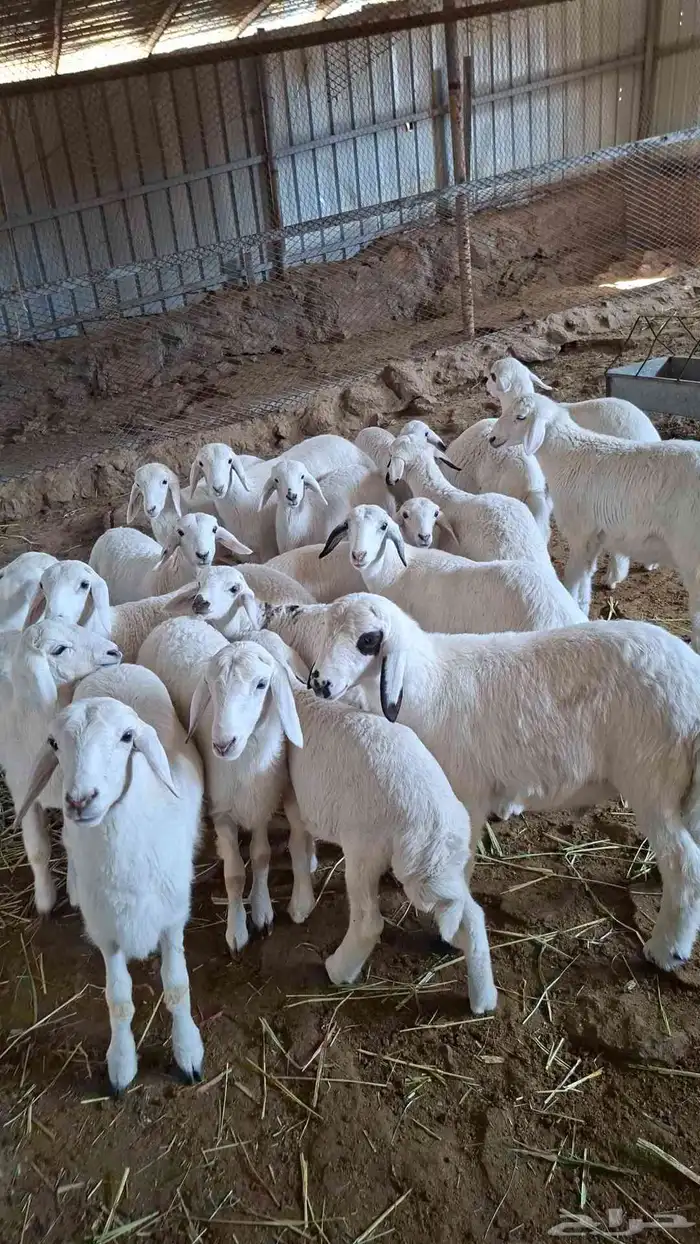 غنم جبال للبيع تحتها 21 فرش 3