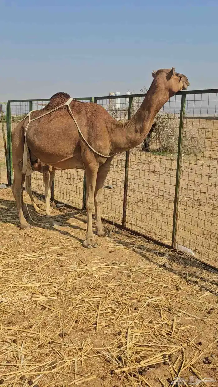 خلفه منوت تم البيع 1