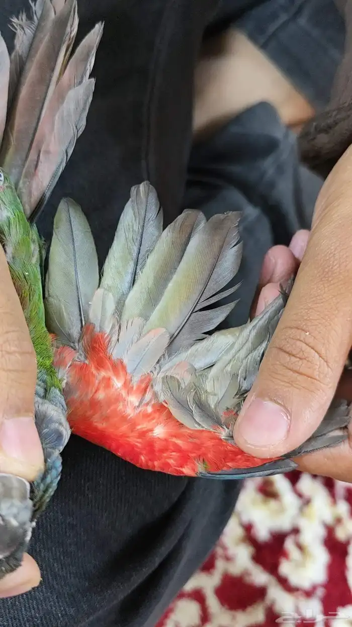 ذكر كنيور بيرلي غير اليف محلل dna 4