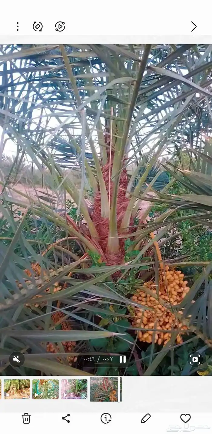 نخل وجثايث نخل القصيم سكري صقعي مجدول 1