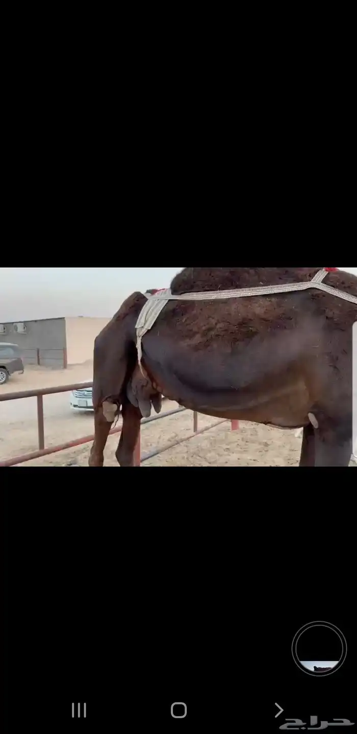 عشراء طيبه بلحيل لاهل الاسترحات 1