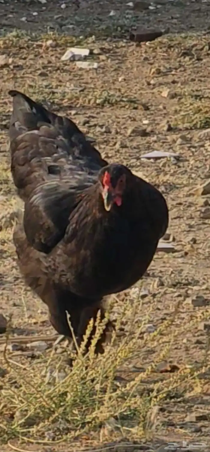 دجاج للبيع . ديك ودجاجتين هجين براهما وبلدي 0