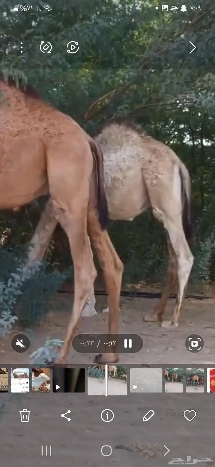 للبيع قعدان 1