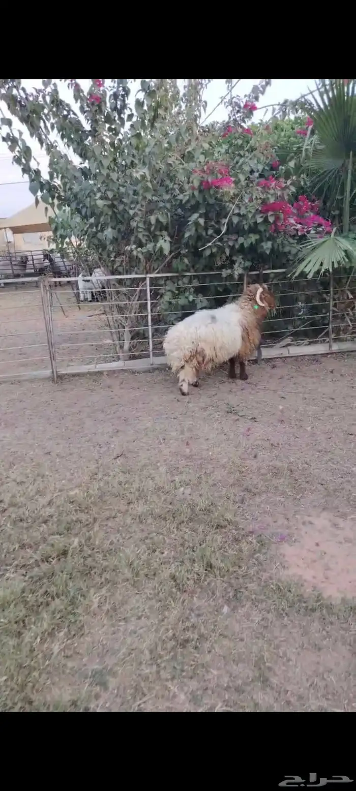 جذع نعيمي اردني ظهر وطرف 1