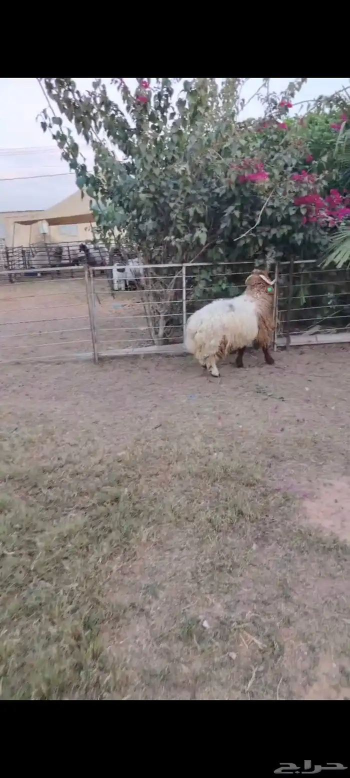 جذع نعيمي اردني ظهر وطرف 0