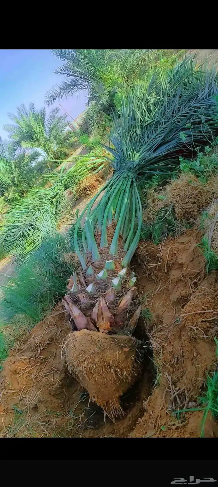 نخل وجثايث نخل القصيم سكري صقعي مجدول 5