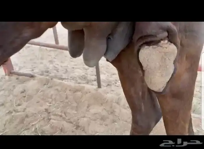 عشراء طيبه بلحيل لاهل الاسترحات 3