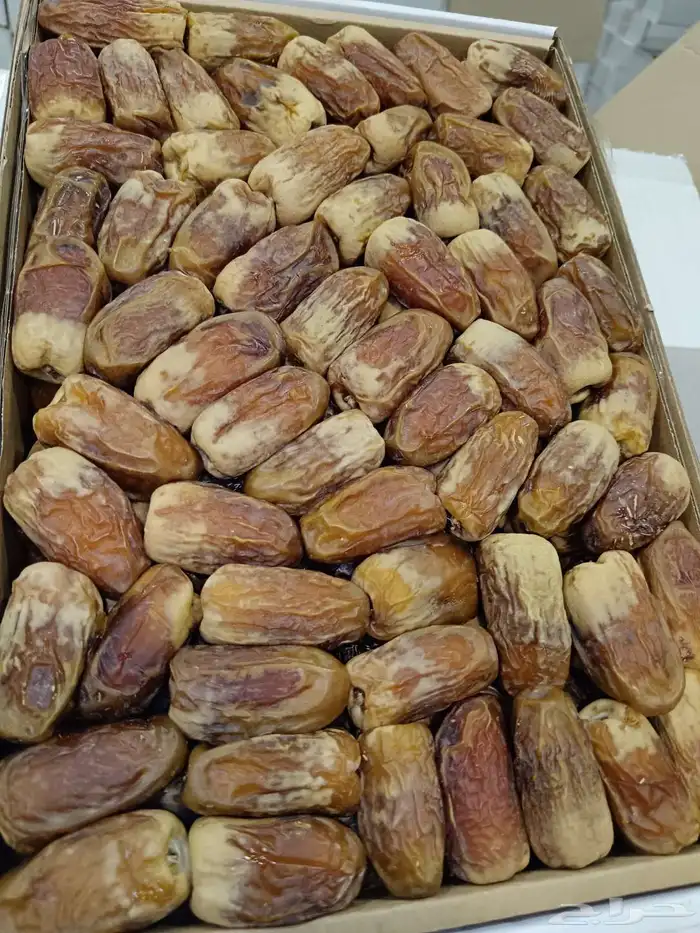 صقعي رطب حبه كبير 1